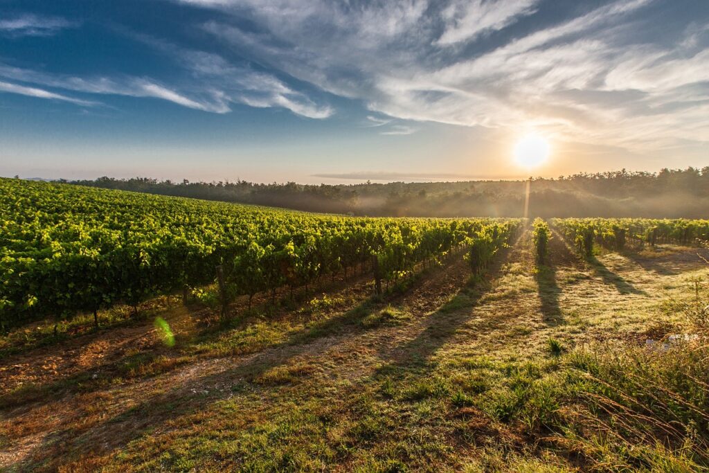 The magnificent landscapes of Luxury Wedding Tuscany & Versilia provide a stunning canvas of golden vineyards and azure waters for your perfectly curated luxury celebration
